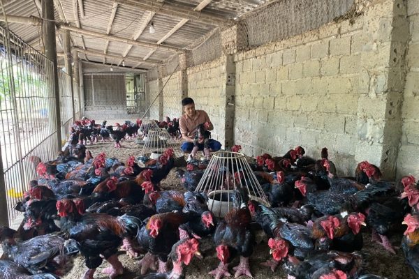Quy trình chăn nuôi gà an toàn sinh học