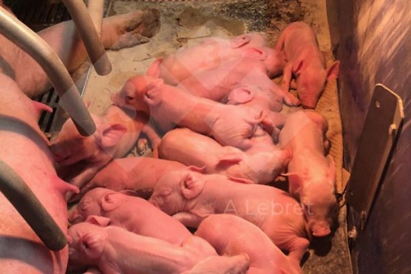Tiêu chảy ở heo con sơ sinh: Sự lưu hành của các tác nhân gây bệnh đường ruột